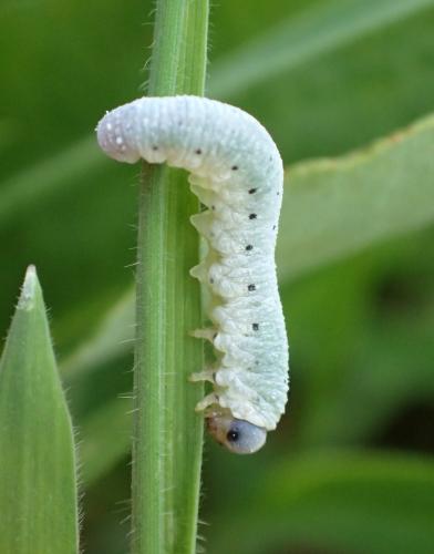 Emphytus truncatus